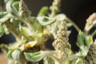 Bahar kestane ağacı bud makro 