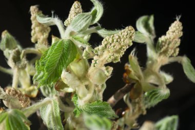 Bahar kestane ağacı bud makro 