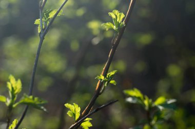 Bahar dal makro üzerinde bırakır