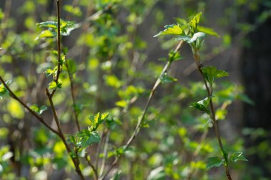 Bahar dal makro üzerinde bırakır
