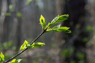Bahar dal makro üzerinde bırakır