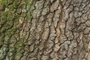 eski Meşe barka doku arka plan 