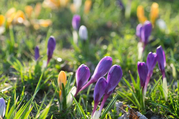 Blooming crocus flowers in spring meadow selective focus — Stock Photo, Image