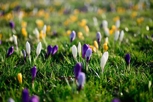 Blooming crocus flowers in spring meadow selective focus — Stock Photo, Image