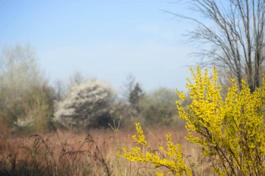 Bahar yatay, çiçek açan hor çiçeği 