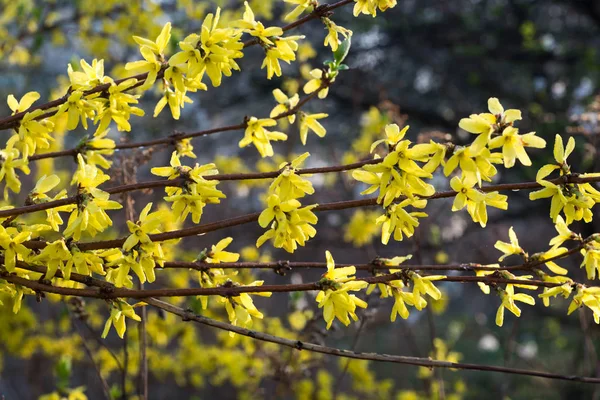 Forsythia blommor på twig makro — Stockfoto
