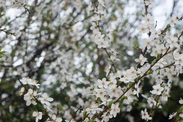 Spring cherry flowers macro — Stock Photo, Image
