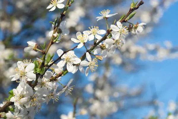 Fleurs de cerisier de printemps macro — Photo