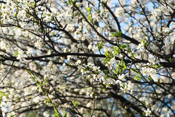 Spring cherry flowers macro — 图库照片