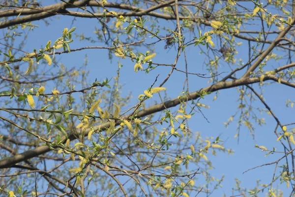 Blooming willow twig — 图库照片