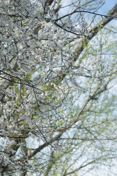 Branches d'arbres à fleurs blanches dans le verger — Photo