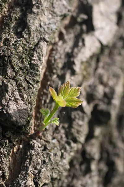 New life young tree twig on old trunk macro — 图库照片