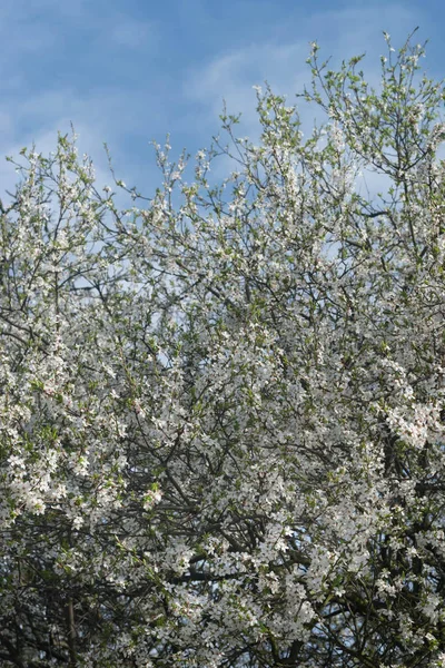 Branches d'arbres à fleurs blanches dans le verger — Photo