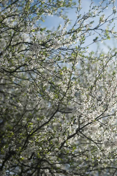 Branches d'arbres à fleurs blanches dans le verger — Photo