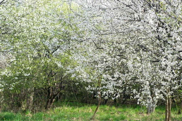 Árboles blancos en flor en el huerto — Foto de Stock