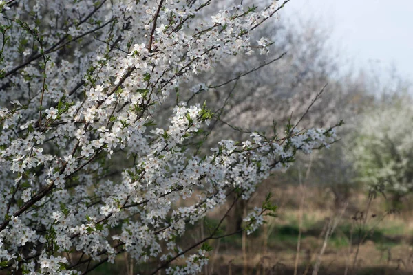 Weiß blühende Äste im Obstgarten — Stockfoto