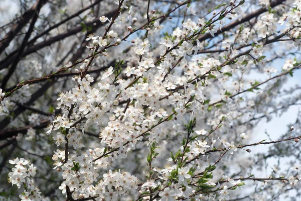 White blooming tree branches in orchard — 图库照片