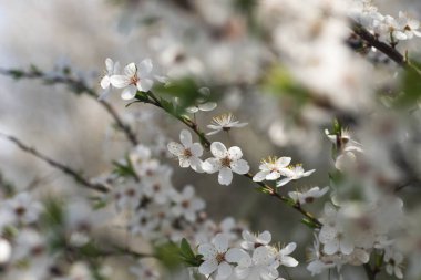 Bahar kiraz çiçekleri makro 