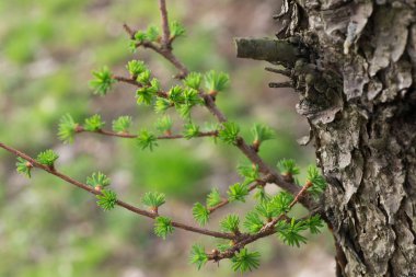 dal makro genç taze yapraklar 