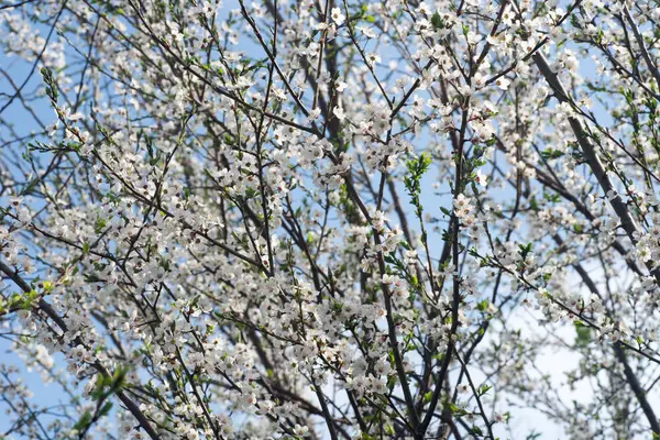 White blooming tree branches in orchard — 图库照片
