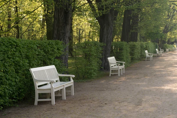 Biały banches w Lazienki Park Warszawa Polska — Zdjęcie stockowe