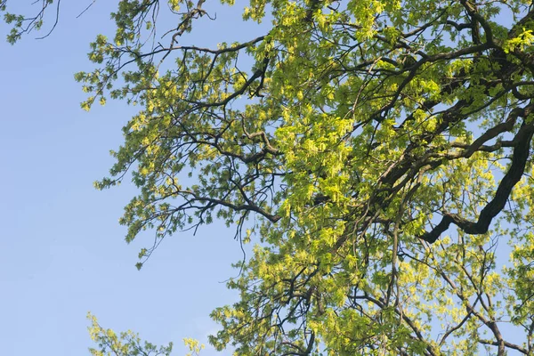 Branches de chêne de printemps contre ciel bleu — Photo