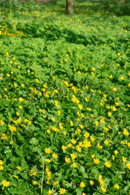 Sarı düğünçiçekleri çiçek park çayır üzerinde 