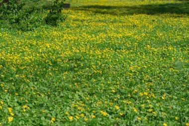 Sarı düğünçiçekleri çiçek park çayır üzerinde 