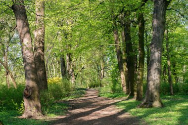 Bahar sokak Park eski ağaçları ile 