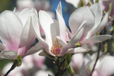 Manolya çiçek makro