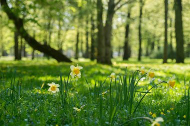 Sarı nergis çiçek bahar Parkı
