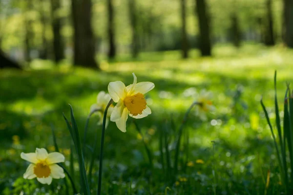 Yellow daffodil flowers in spring park — Stock Photo, Image