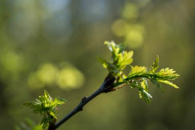 Meşe bahar yaprakları makro