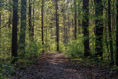 Patika bahar orman içinde 