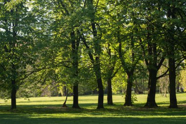 kestane ağaçları park güneşli günde bahar. 