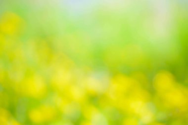 Sarı çiçekli bulanık bahar çayır defocused 
