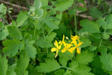 Chelidonium majus - büyük celandine veya tetterwor - bitkisel plan