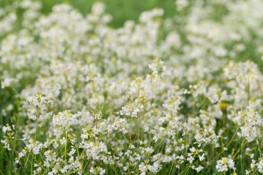 Çayırda beyaz kır çiçekleri