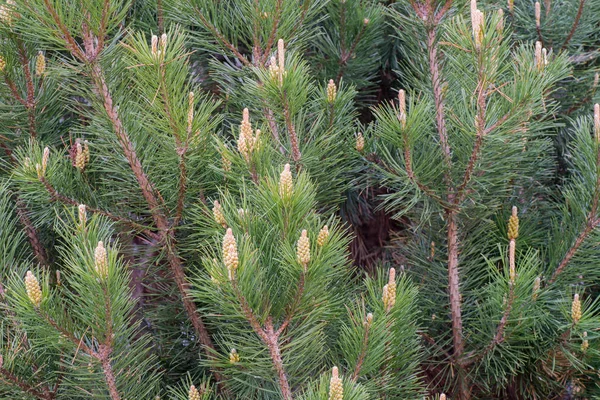 Bloeiende lente pijnboomtakken — Stockfoto