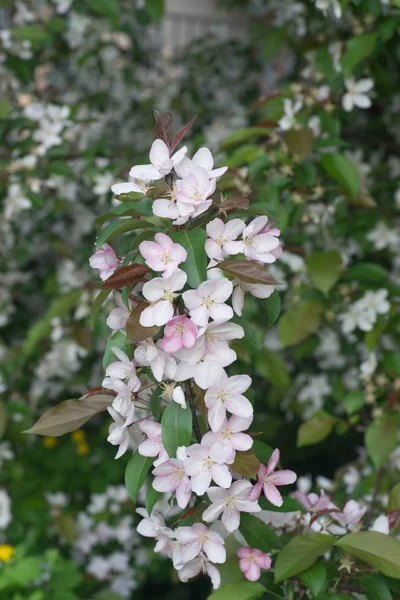 Primavera rosa manzana flores primer plano —  Fotos de Stock