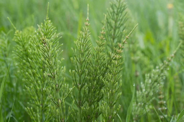 Equisetum arvense, полевая лошадь или обыкновенная лошадь — стоковое фото