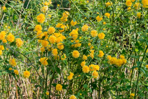 Kerria japonica pleniflora sarı çiçekler — Stok fotoğraf