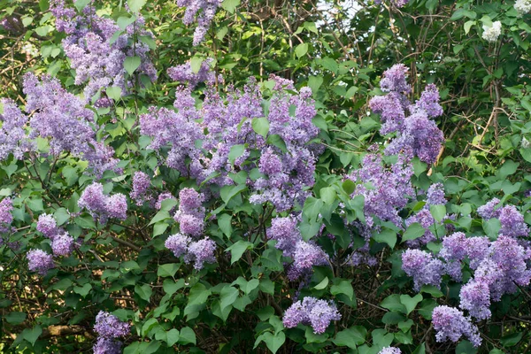 Syringa leylak çiçekleri seçici odak — Stok fotoğraf