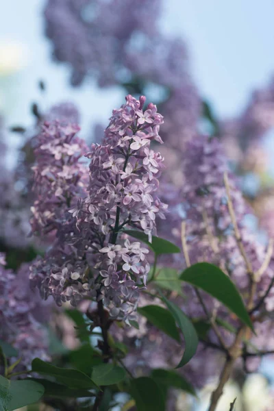 Syringa λιλά λουλούδια επιλεκτική εστίαση — Φωτογραφία Αρχείου