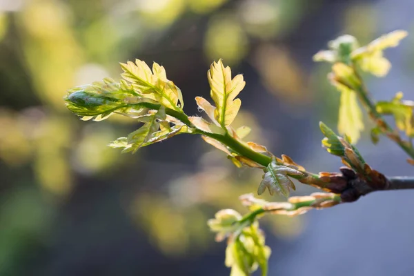 Tavaszi tölgyfalombos levél Quercus petraea — Stock Fotó