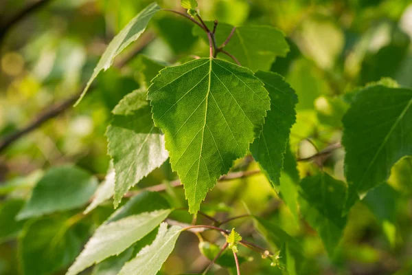 Spring birch leaves macro — Stock Photo, Image