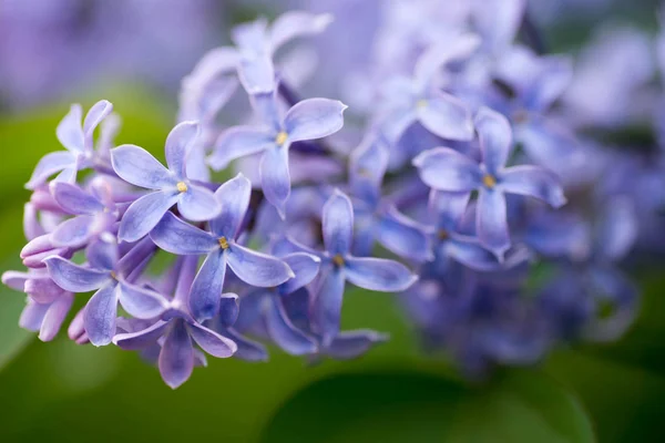 Syringa flores lilás foco seletivo — Fotografia de Stock