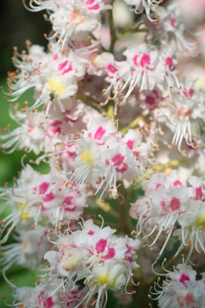 栗の花クローズアップ — ストック写真