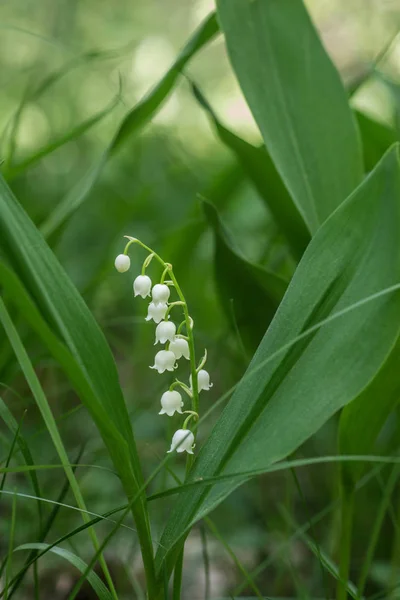 Lelietje van de vallei, lelietje-van-dalen, witte bloemen close-up — Stockfoto