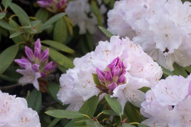pembe ormangülü Balalaica çiçek makro seçici odak 